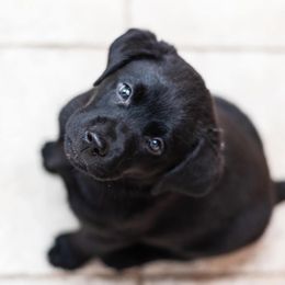 Labrador Retriever Puppies from Tripp Labradors