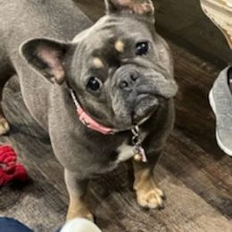 French Bulldog All Grown Up from Lovey’s Frenchies’s
