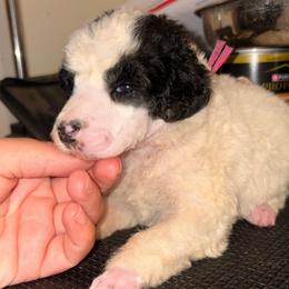Lyra - Parti female Poodle puppy in Toledo, Ohio from Exquisite Dalmatians & Standard Poodles