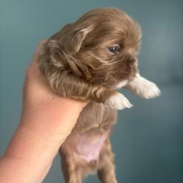Twinkie - Lilac female Shih Tzu puppy in Springboro, Ohio from Shih Tzus of Springboro LLC.
