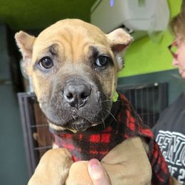 Lime Collar - Fawn female Cane Corso puppy in Lewistown, Montana from Corsi Amore Kennels