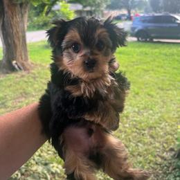 Sterling - Black & tan tri-color male Morkie puppy in Seneca, Missouri from M.Y. Morkies and Yorkies