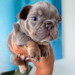 Ariel - Tricolors female French Bulldog puppy in Port St Lucie, Florida from Infinity French Bulldogs