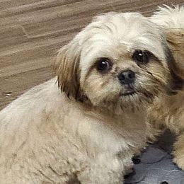 Cindy - Blue female Shih Tzu puppy in Victorville, California from RUMBLE n TUMBLE