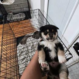 Luffy - Black and tan male Shiba Inu puppy in Lehigh Acres, Florida from SWFL Happy Dogs