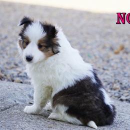 Noel - Sable-White Female - Sable and white female Shetland Sheepdog puppy in Frazeysburg, Ohio from Mountain High Kennels