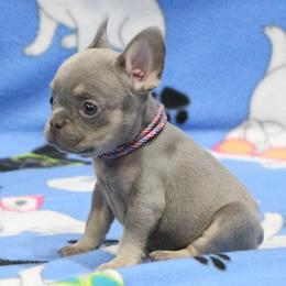 Boy 3 - male French Bulldog puppy in Tyler, Texas from Texas Top Notch Frechies