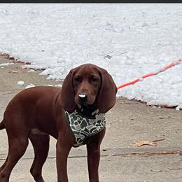 Redbone Coonhound All Grown Up from Redbone Ranch