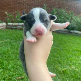 Boy 4 - Blue male Pembroke Welsh Corgi puppy in Hueytown, Alabama from AAA Corgis