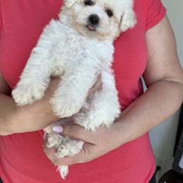 Coton de Tulear Puppies from Viktoriia's Coton De Tulears & French Bulldogs