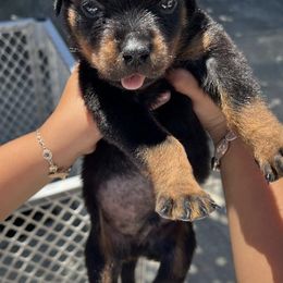 Rottweilers from BOCHOS KENNELS