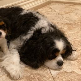 Cavalier King Charles Spaniels from Sunjays Cavalier King Charles Spaniels