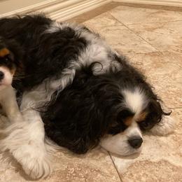 Cavalier King Charles Spaniels from Sunjays Cavalier King Charles Spaniels