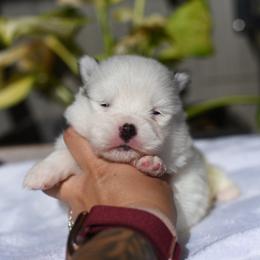 River - White male Pomsky puppy in Coos Bay, Oregon from Ocean View Pomskies