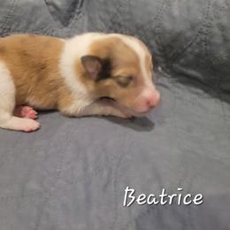 Beatrice - Sable merle and white female Collie puppy in Mattoon, Illinois from Gold Leaf Collies