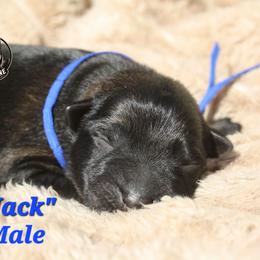 Jack - Sable male German Shepherd puppy in Ratcliff, Arkansas from Ridgeline Shepherds
