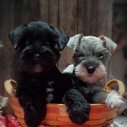 Miniature Schnauzer Puppies from Country Charm Mini Schnauzers