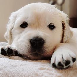 Mr. Bingley - Light golden male Golden Retriever puppy in Hamilton, Ohio from Indy's God Given Goldens
