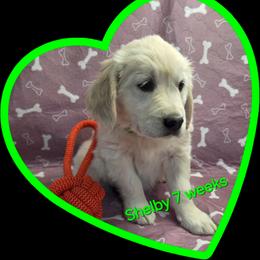 Lime green girl - Light golden female Golden Retriever puppy in Albuquerque, New Mexico from Teeter's Desert  Goddess Goldens