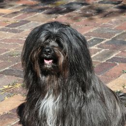 Tibetan Terriers from Malishar Tibetan Terriers