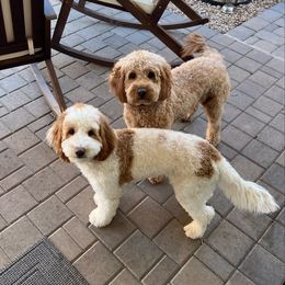 Goldendoodles from Az Honeydoodles