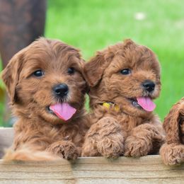 Goldendoodle Puppies from OodlesODoodles