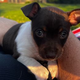 Rat Terriers and Teddy Roosevelt Terriers from Wiggle Wag Kennels