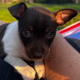 Rat Terriers and Teddy Roosevelt Terriers from Wiggle Wag Kennels