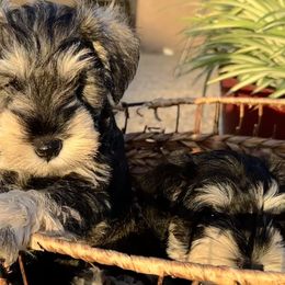 Miniature Schnauzer Puppies from Adrienne Exum