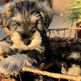Miniature Schnauzer Puppies from Adrienne Exum