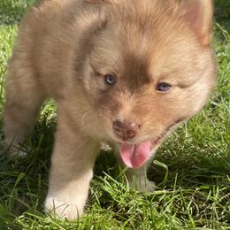Pomsky Puppies from Blue Sky Pomsky