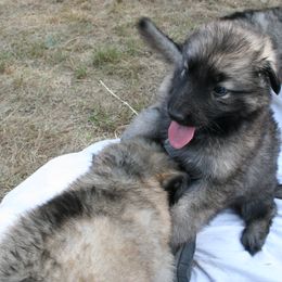 Shiloh Shepherd Puppies from Solace Shilohs