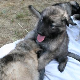 Shiloh Shepherd Puppies from Solace Shilohs
