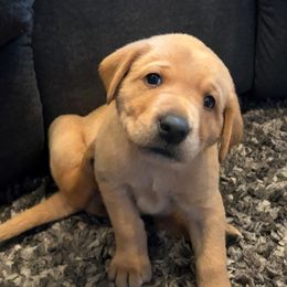 Labrador Retriever Puppies from Britt Turner