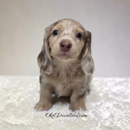 Birdie - Chocolate and cream female Dachshund puppy in Oklahoma City, Oklahoma from OkieDoxieland Dachshunds