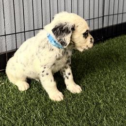 Spree LUA LONG COAT - White and black male Dalmatian puppy in Sedalia, Missouri from Missouri Dalmatians