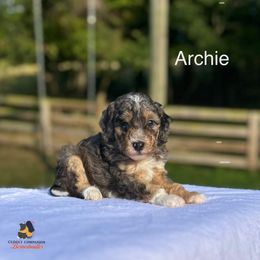 Archie - Blue merle male Bernedoodle puppy in Sugarcreek, Ohio from Cuddly Companion Doodles