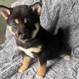 Chenay - purple collar - Black and tan female Shiba Inu puppy in Inverness, Florida from Shore Thing Shiba’s