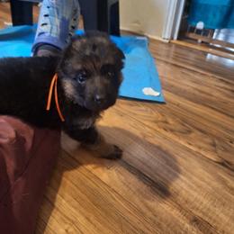 Ivona vom LegendLand - Black and red female German Shepherd puppy in Hillsborough County, Florida from Vom Legend Land