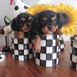 Candy - Black and tan female Cavalier King Charles Spaniel puppy in Villa Rica, Georgia from Georgia Alabama Cavaliers