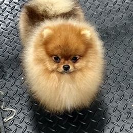 Pomeranian Puppies from Montefino Pomeranians