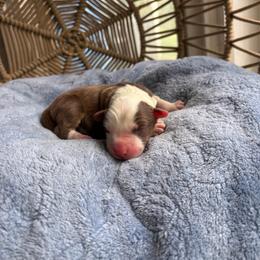 Elliot - Red tri-color male Australian Shepherd puppy in Grants Pass, Oregon from Carmel Mountain Aussies