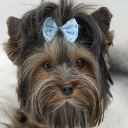 Kobi - Yorkshire Terrier