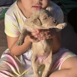 Goldendoodle and Saint Berdoodle All Grown Up from Golden Pond Doodle’s DFW