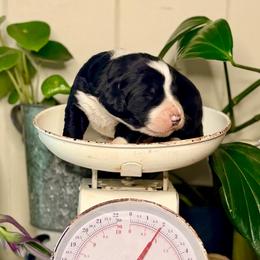 Winston - Black Tri - Tri-color male Bernedoodle puppy in Lookout, California from Remington Kennels, LLC