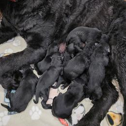 Female 6 - Black female Giant Schnauzer puppy in Mcneal, Arizona from Olympian Giant Schnauzers and Westie’s!