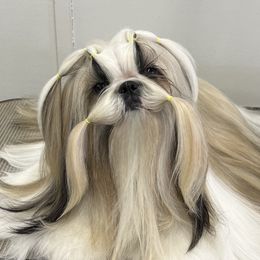 Spice - Shih Tzu