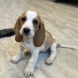 Basset Hound Puppies from Breeze Basset Hounds