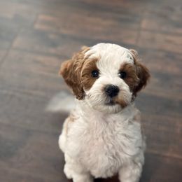 Salem - Parti male Goldendoodle puppy in Williamson, New York from Lakeside Doodles
