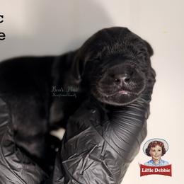 Cosmic Brownie - Black male Newfoundland puppy in Tully, New York from Bear Paw Newfoundlands